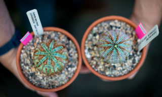 The beautiful symmetry of Euphorbia obesa from the Eastern Cape province of South Africa has made it so popular with collectors that the natural populations have suffered from poaching, with fewer than 500 mature individuals remaining in the wild.